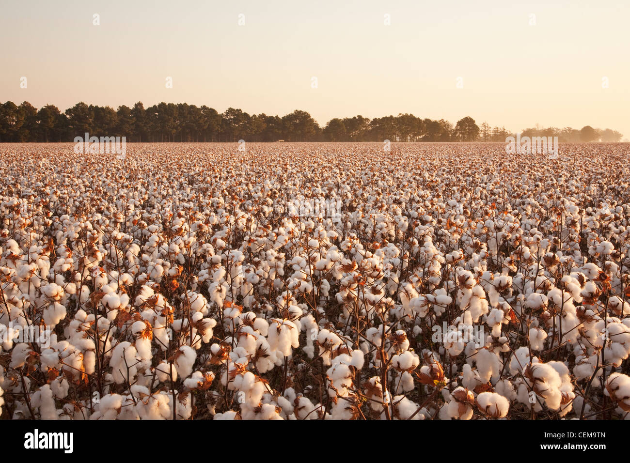 Large field of mature defoliated high-yield cotton plants at harvest stage in early morning Autumn light / Arkansas, USA. Stock Photo