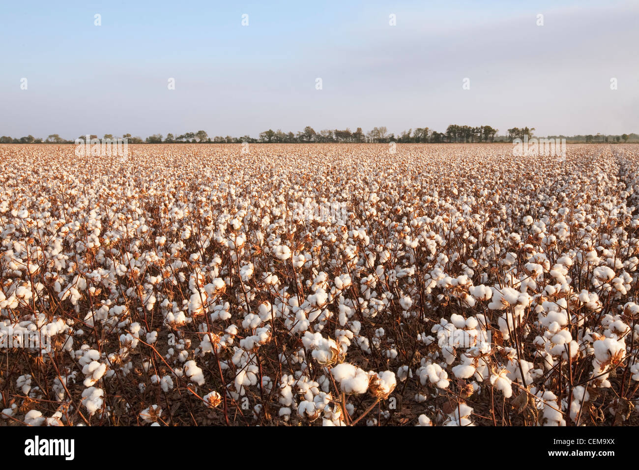 Large field of mature defoliated high-yield cotton at harvest stage in late afternoon Autumn light / near England, Arkansas, USA Stock Photo