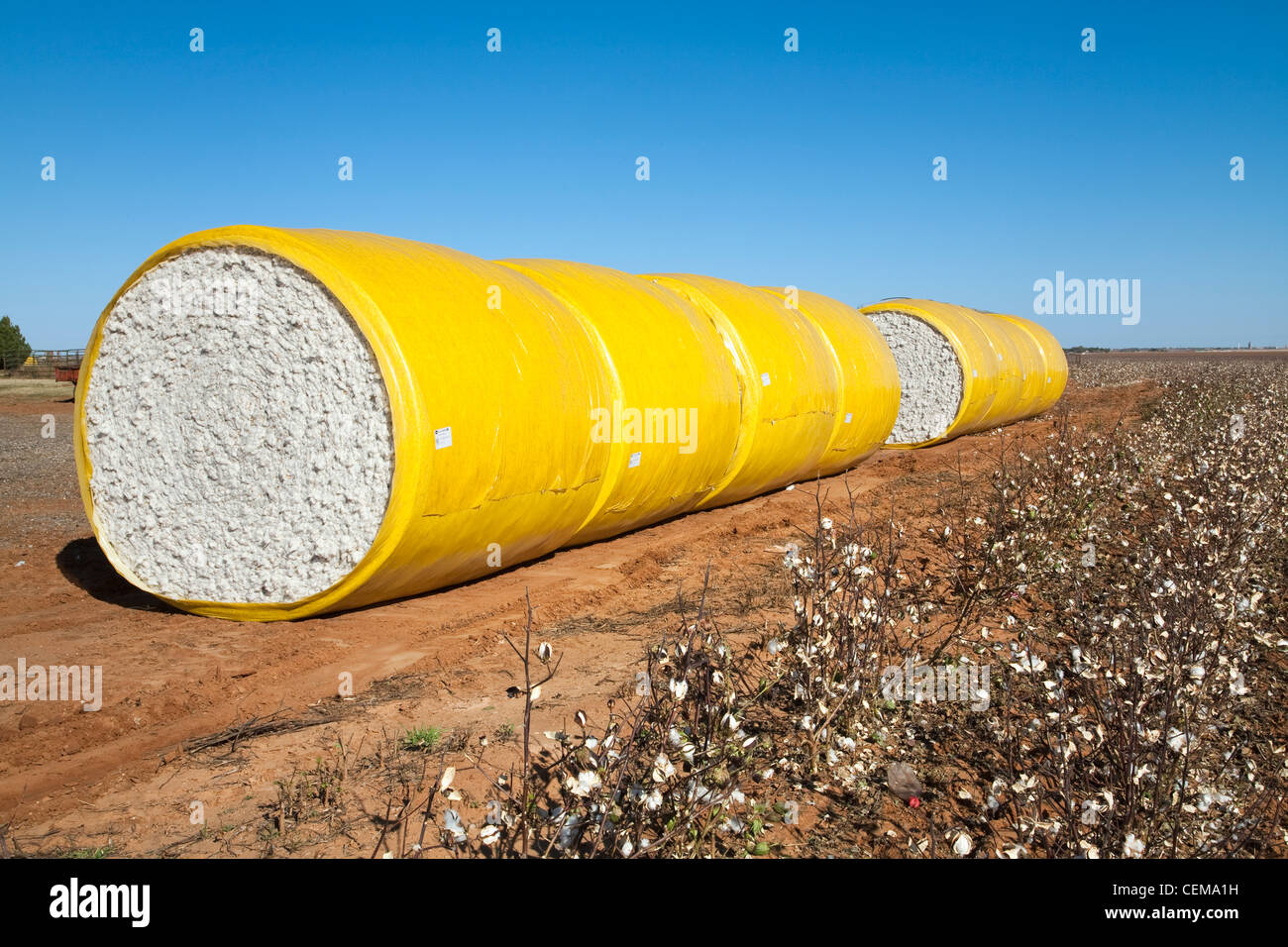 Round mini modules of harvested cotton lined up along a field turnrow / near England, Arkansas, USA. Stock Photo