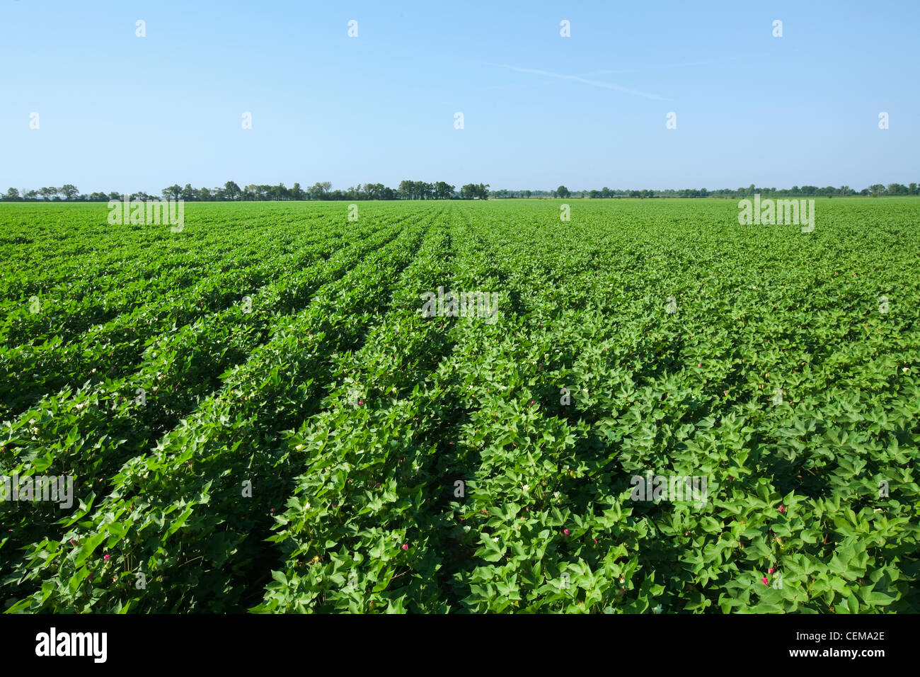 Agriculture - Large mid growth cotton field in the advanced stage of fruit set / near England, Arkansas, USA. Stock Photo