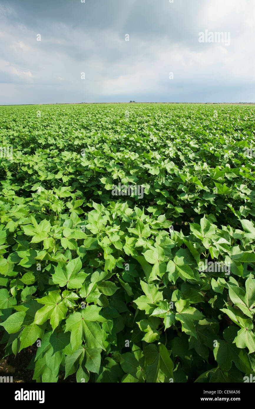 Agriculture - Large mid growth cotton field in the advanced boll set stage / near England, Arkansas, USA. Stock Photo