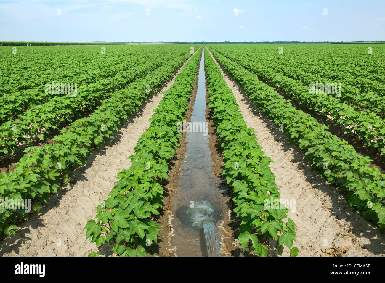 Furrow irrigation hires stock photography and images Alamy