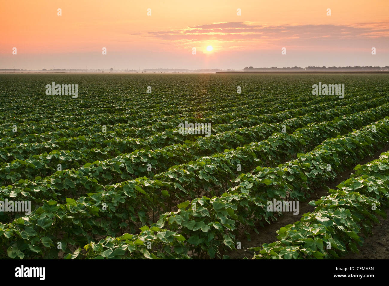 Agriculture - Field of mid growth cotton at peak boll set stage, at sunrise / near England, Arkansas, USA. Stock Photo