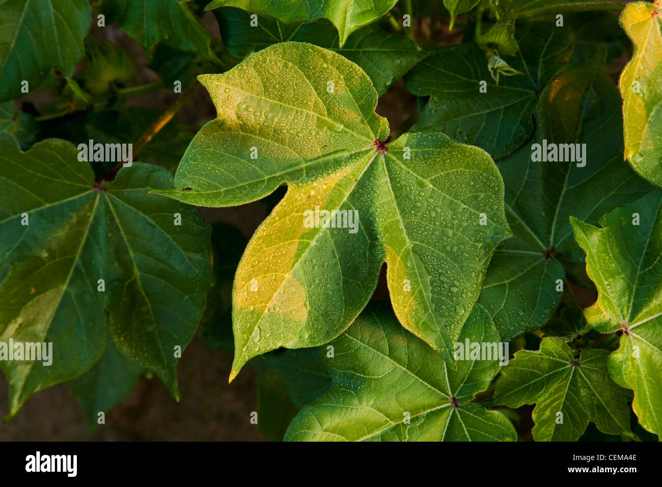 Early morning light and dew drops on healthy mid growth cotton foliage at the peak of boll set / near England, Arkansas, USA. Stock Photo