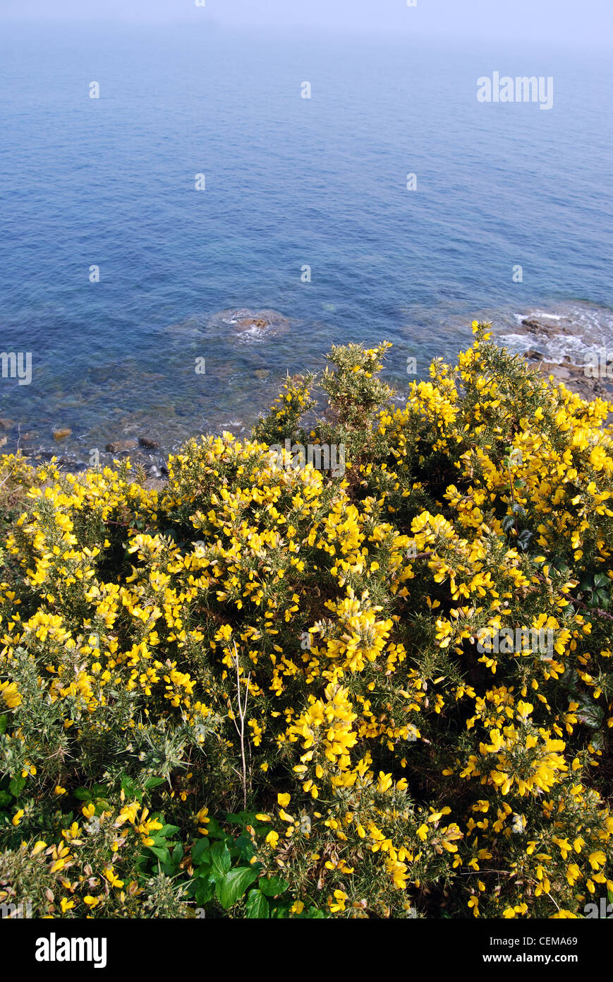 yellow gorse flower bushes on Cornwall cliff Stock Photo Alamy