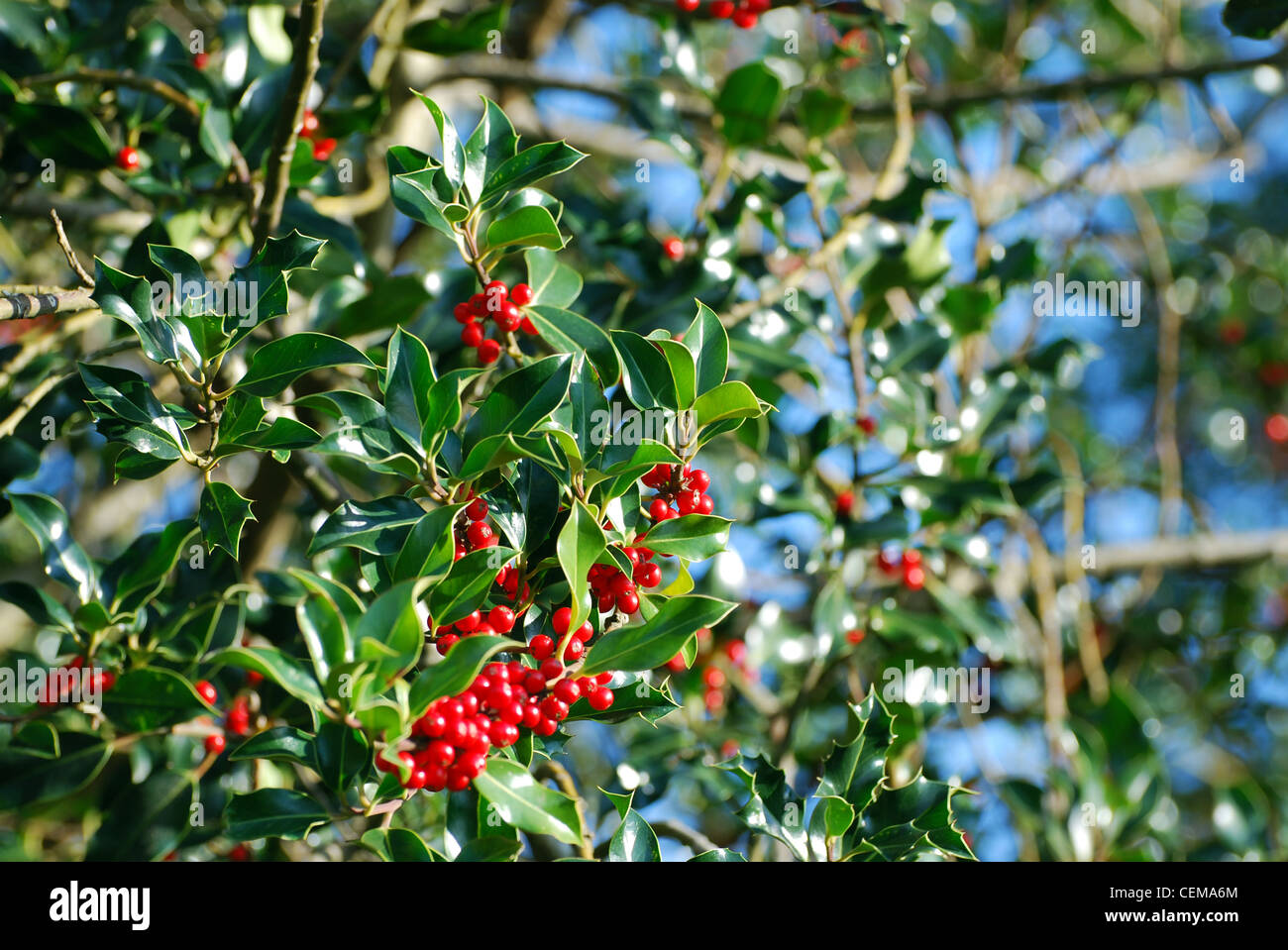 Holly berries on young leaf branches number 3022 Stock Photo
