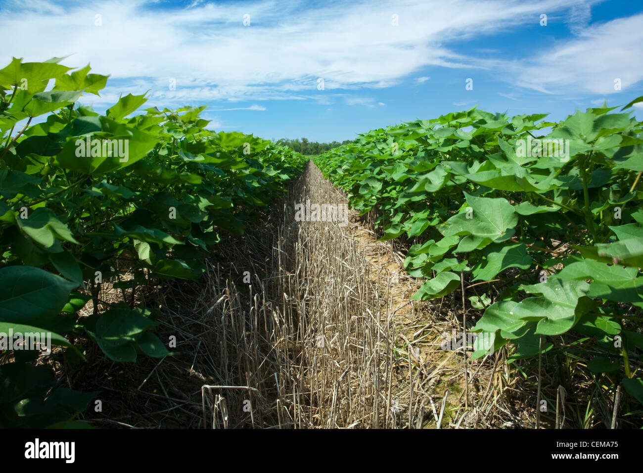 View down between rows of mid growth no-till cotton plants at the mid fruit set stage / near England, Arkansas, USA. Stock Photo