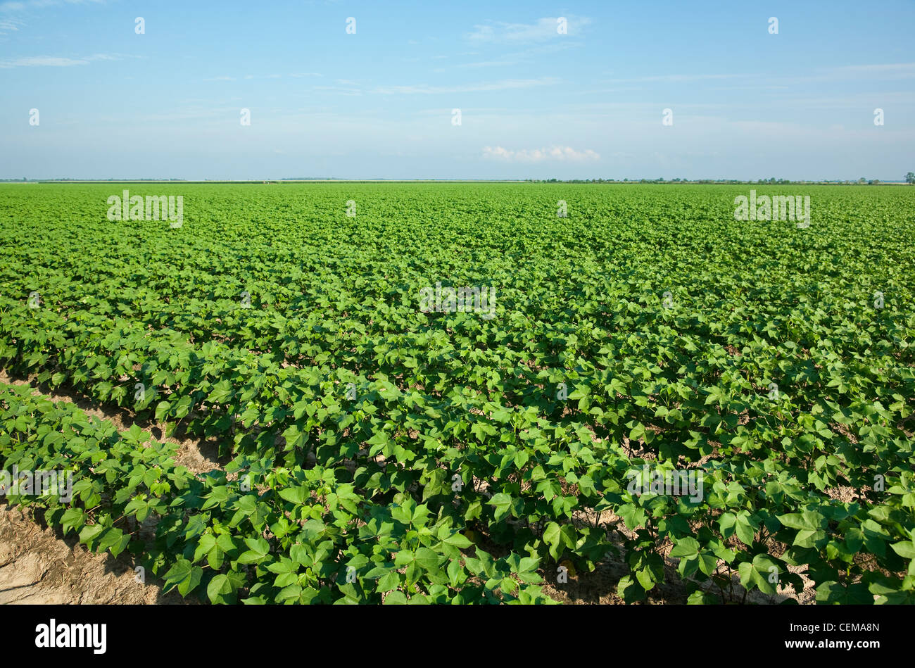 Agriculture - Large field of mid growth cotton at boll set stage / near England, Arkansas, USA. Stock Photo