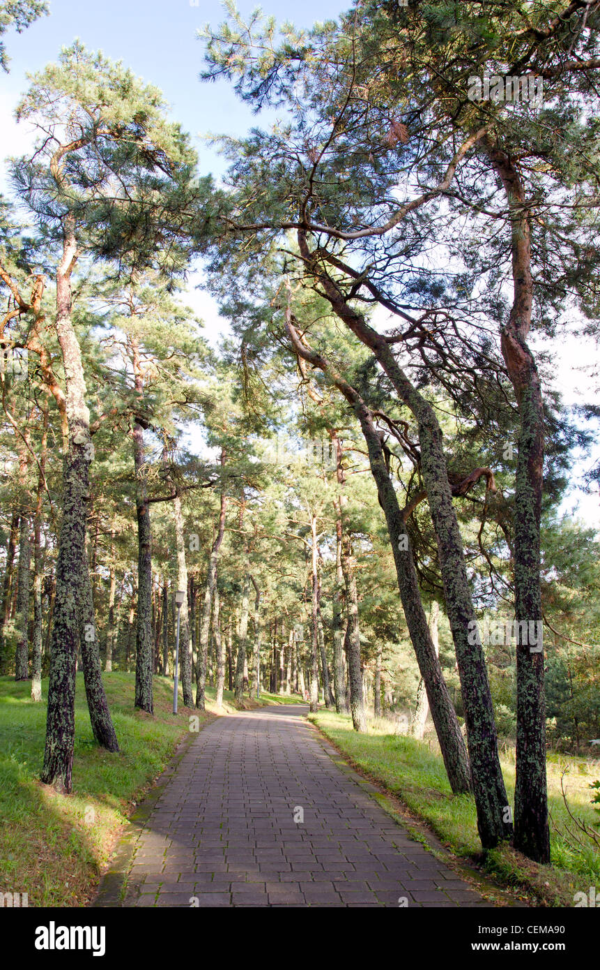 Forest tile based path pine alley. Recreation in nature. Stock Photo