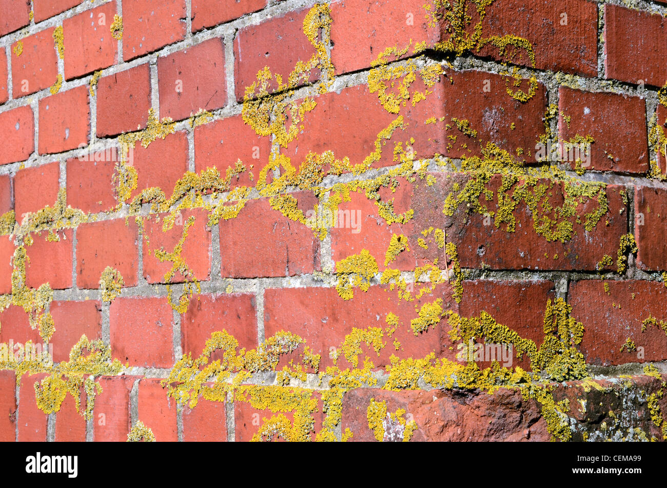 Corner of old mossy red brick wall background backdrop. Stock Photo