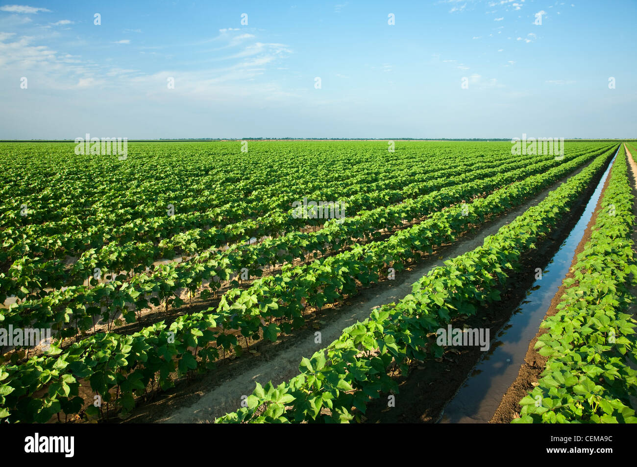 Agriculture - Large field of mid growth cotton being furrow irrigated / near England, Arkansas, USA. Stock Photo