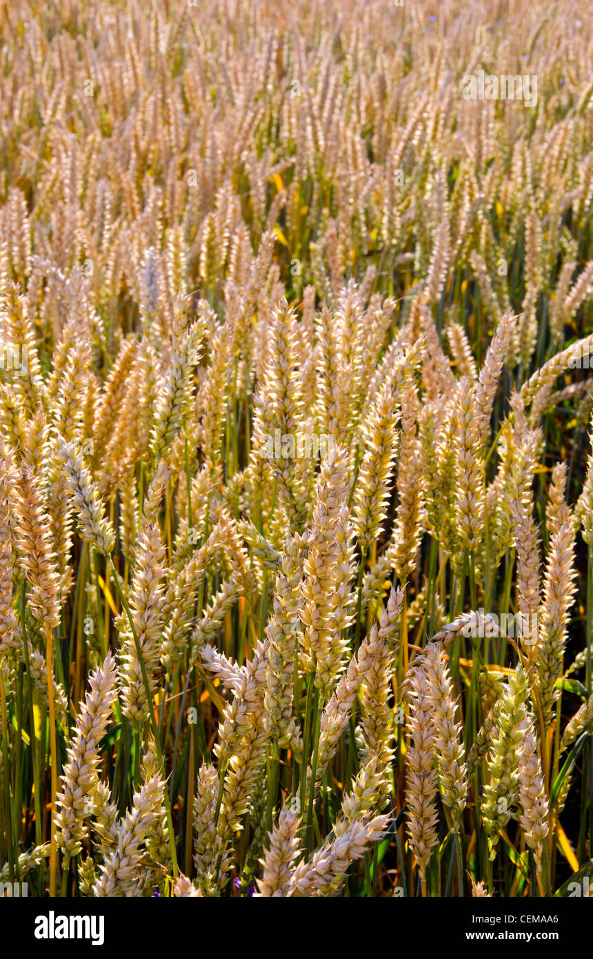 Backdrop of ripe wheat field closeup agricultural background. Stock Photo