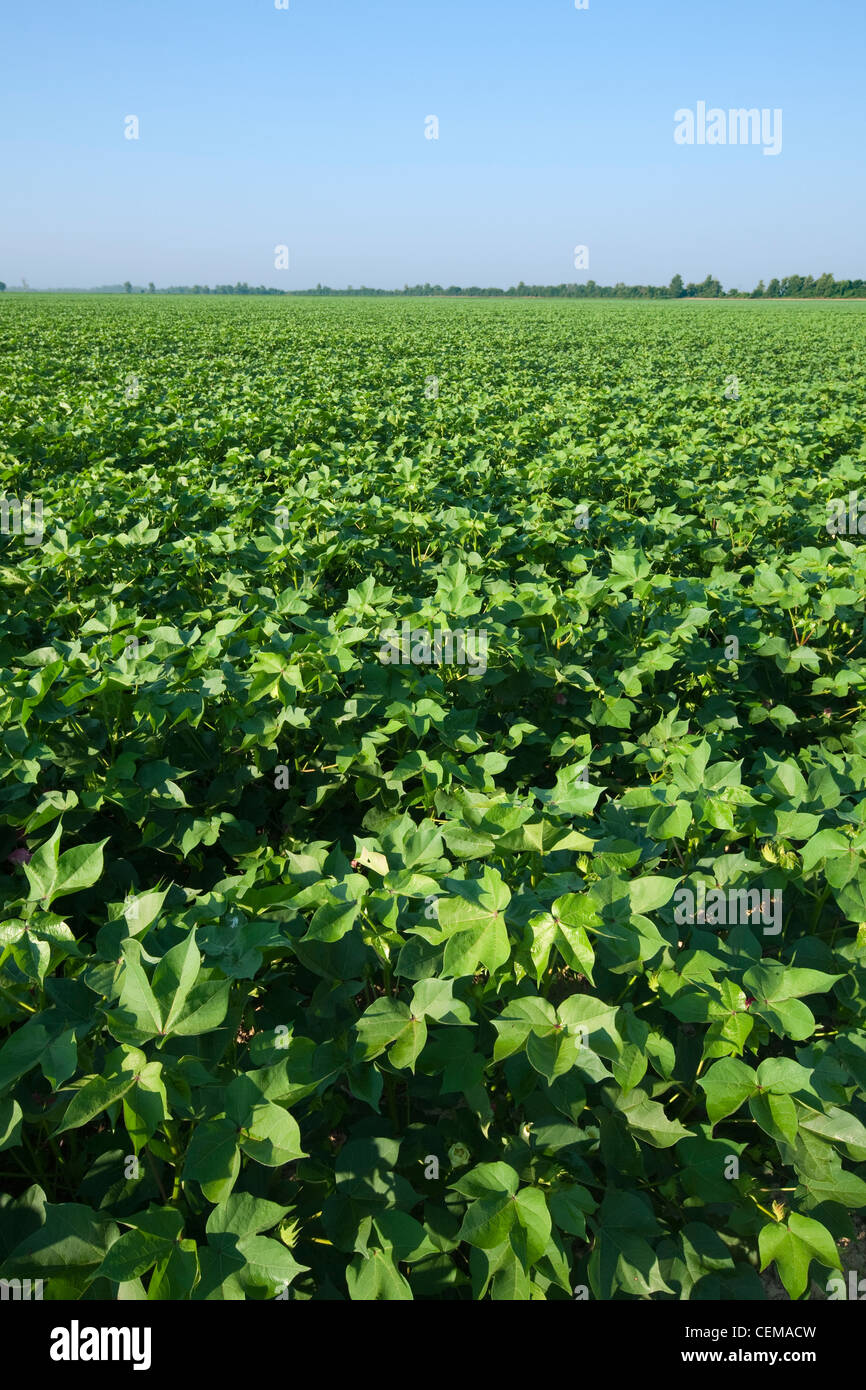 Agriculture - Field of mid growth cotton plants at the peak of the fruit set stage / Arkansas, USA. Stock Photo