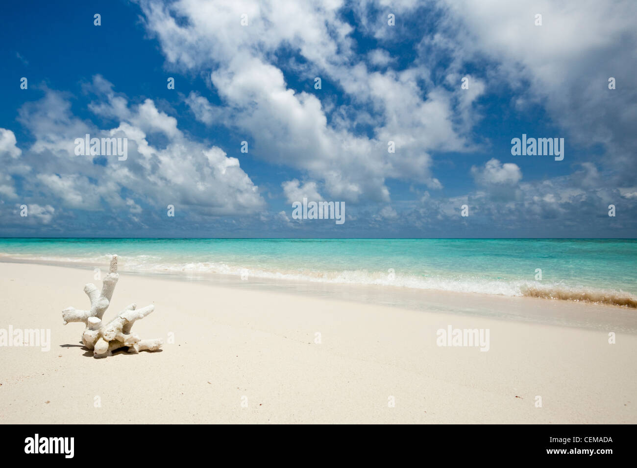 Coral on the shore of Vlassof Cay - a remote sand cay near Cairns. Great Barrier Reef Marine Park, Queensland, Australia Stock Photo