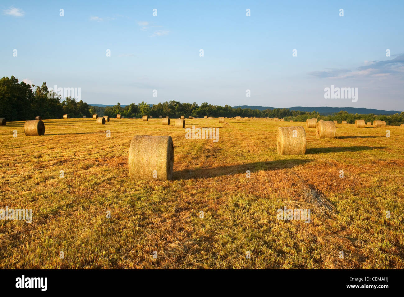 Large round grass hay bales in an Ozark Mountains hay meadow, ready to be moved to a storage area / Arkansas, USA. Stock Photo