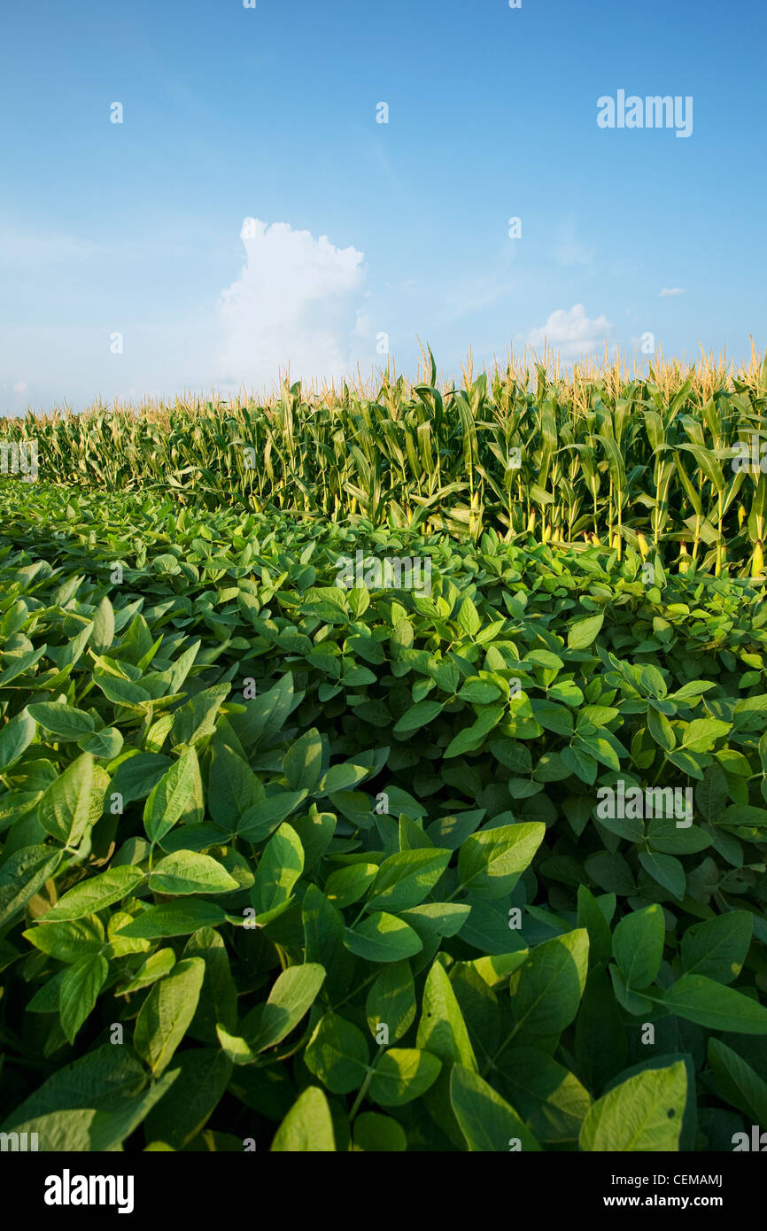 Side-by-side mid growth crops of soybeans (left) and grain corn (right). Corn-soybean rotation helps control diseases and pests. Stock Photo