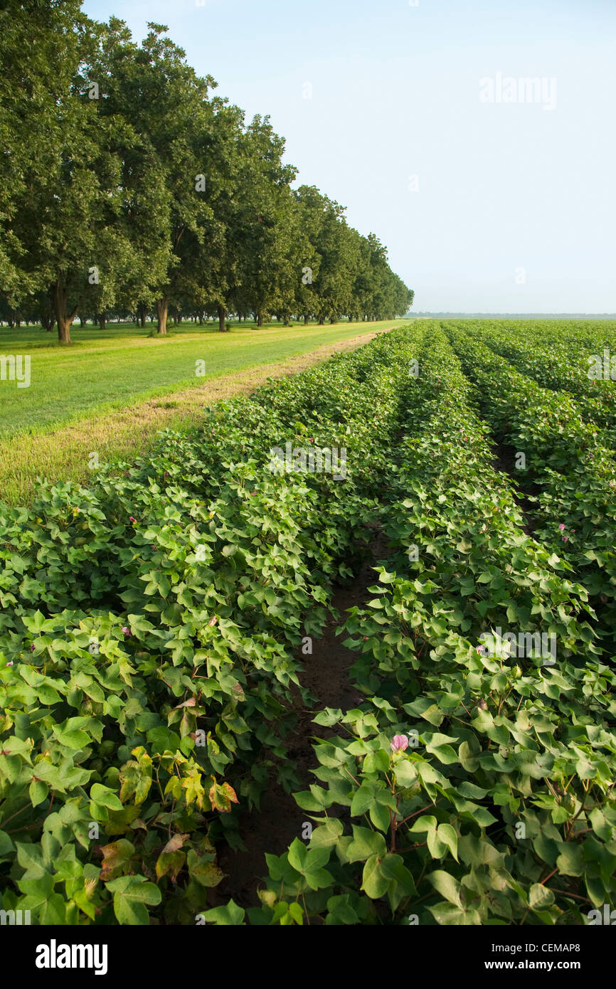 Agriculture - Mid growth cotton crop at the late fruit set stage on the right with a pecan grove on the left / Arkansas, USA. Stock Photo