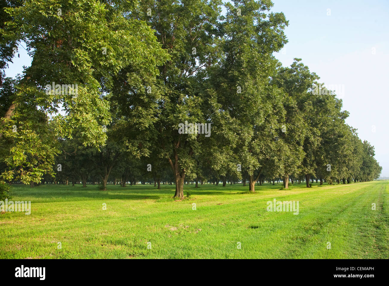 Pecan tree hires stock photography and images Alamy
