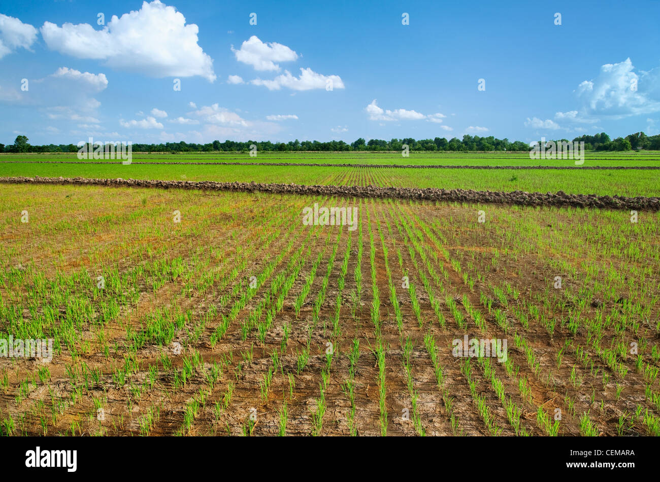 Agriculture - Early growth rice field with the plants at the 4-6 leaf stage / near England, Arkansas, USA. Stock Photo
