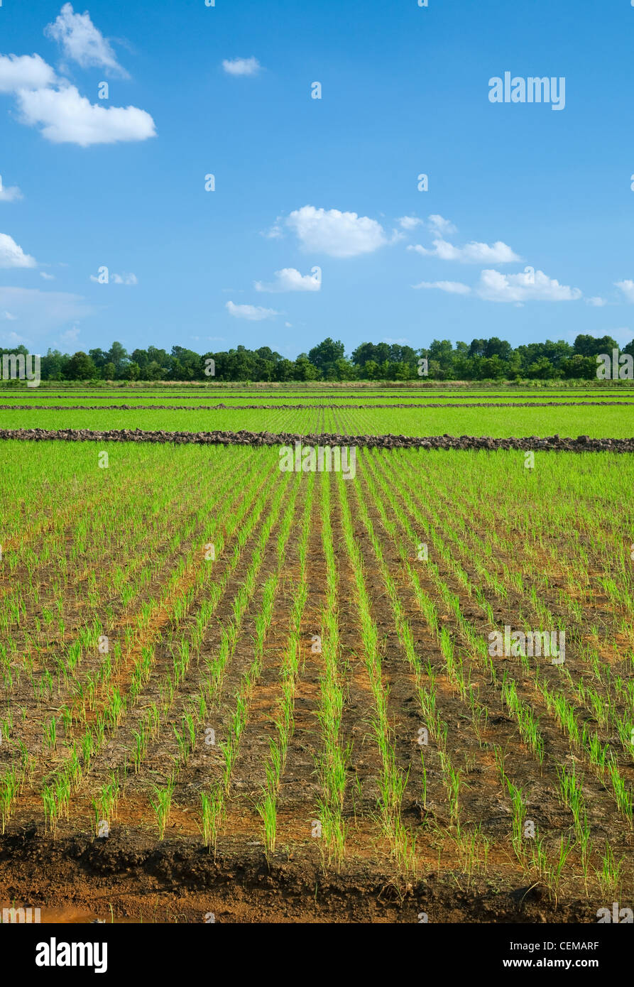 Agriculture rice field High Resolution Stock Photography and Images - Alamy