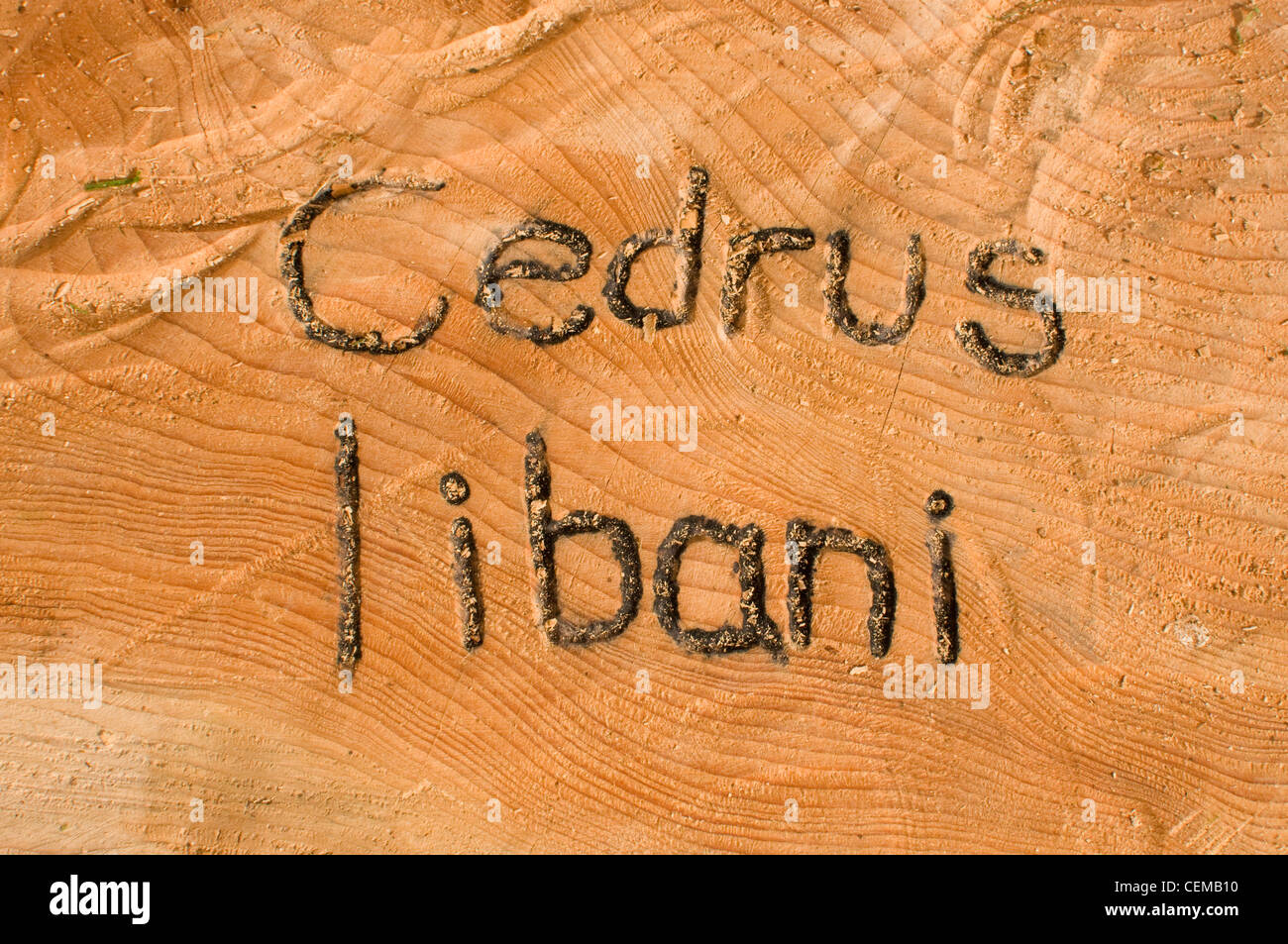 Close up of the wood grain of the tree Cedrus Libani with it's name branded into it. Stock Photo