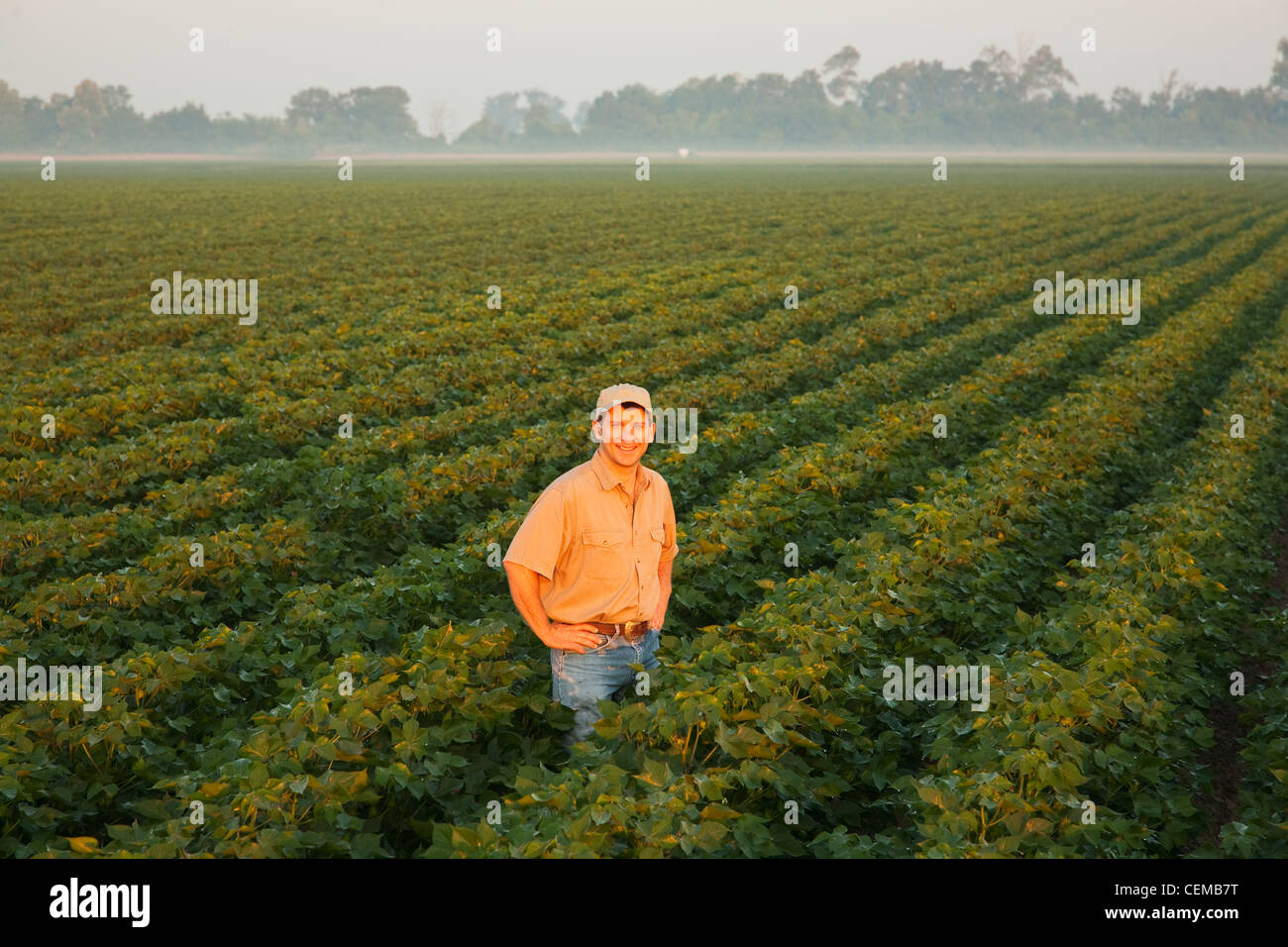 A farmer (grower) standing and inspecting his mid growth late boll set stage cotton crop in hazy early morning light / Arkansas. Stock Photo