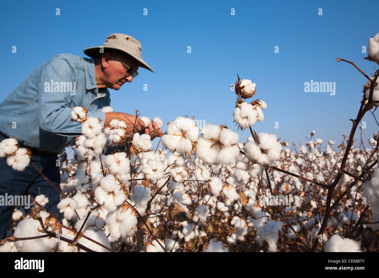 A farmer (grower) inspects his mature harvest stage high yield cotton crop to determine when to begin the harvest / Arkansas. Stock Photo
