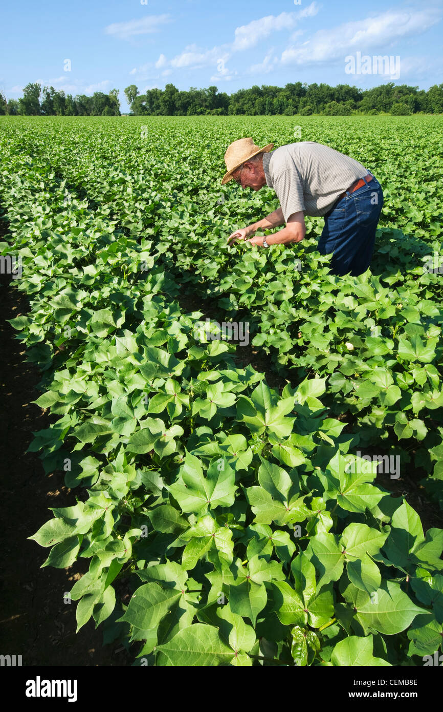 A crop consultant inspects a mid growth cotton crop in the advanced boll set stage for mid to late season insects / Arkansas. Stock Photo