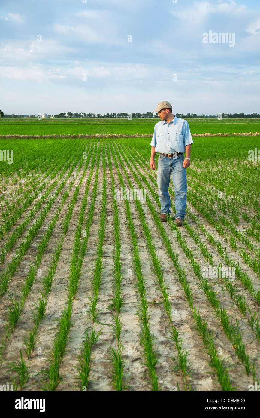Agriculture A crop consultant walks through a field inspecting the