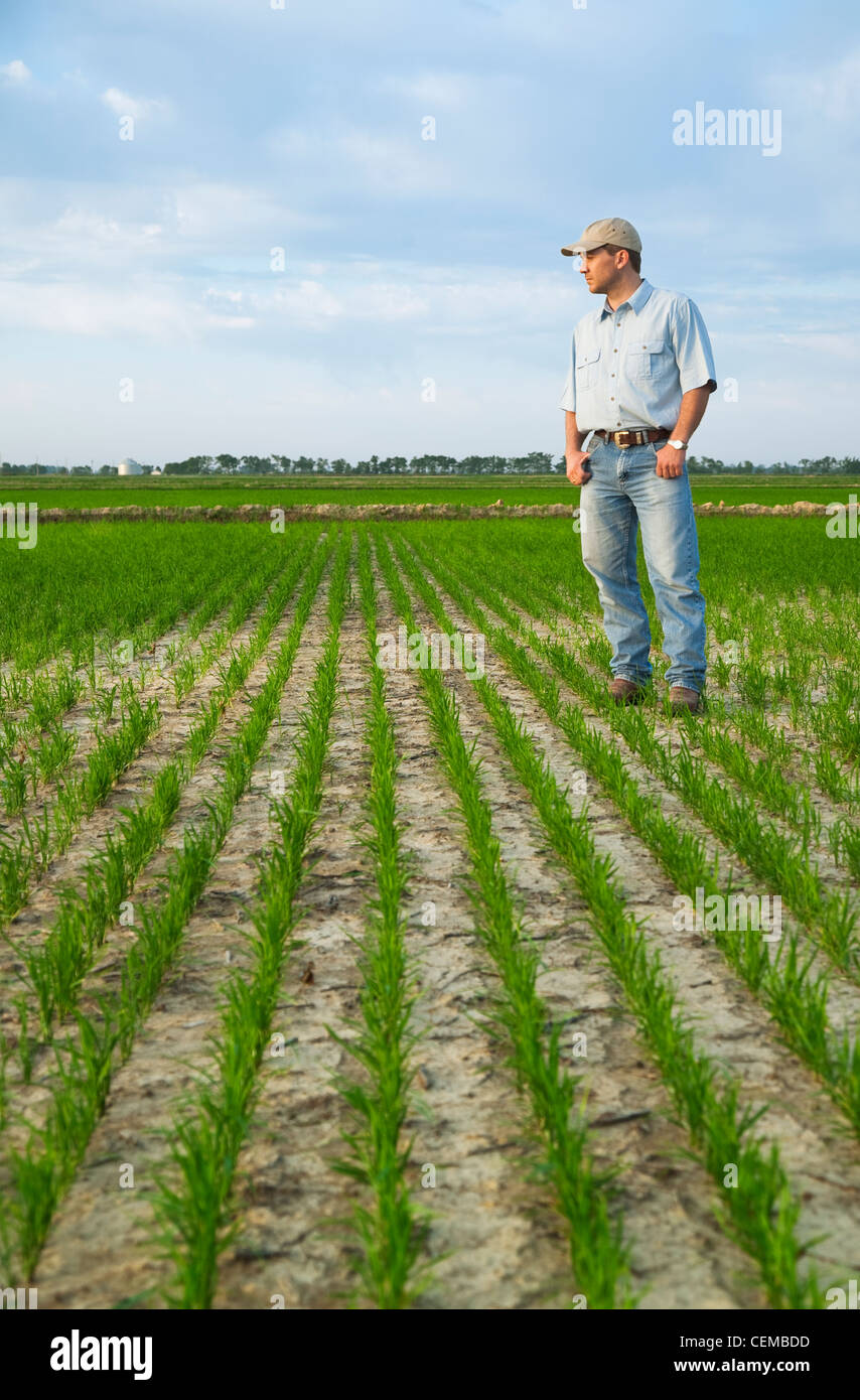 Agriculture - A crop consultant standing in a field inspecting the progress of an early growth rice crop / Arkansas, USA. Stock Photo