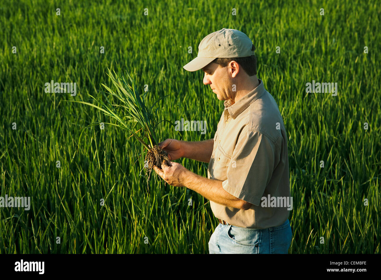 A farmer (grower) in his field inspects his mid growth rice plant at the early head formation stage / Arkansas, USA. Stock Photo