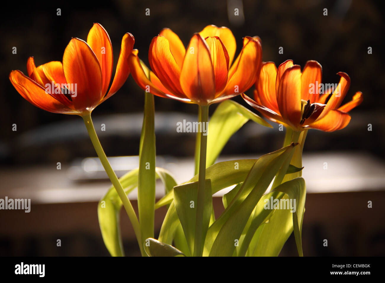 Drooping tulips hires stock photography and images Alamy