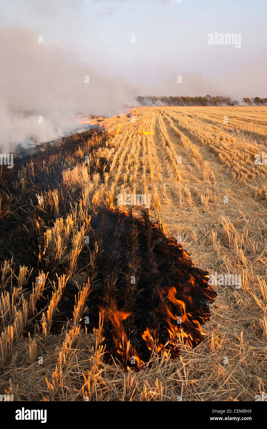 Rice stubble being burned after the crop has been harvested to remove heavy crop residue and to control some rice diseases / USA Stock Photo