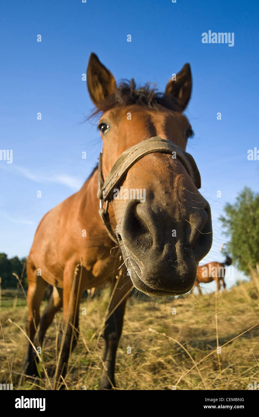 close up of horse in the summer meadow Stock Photo