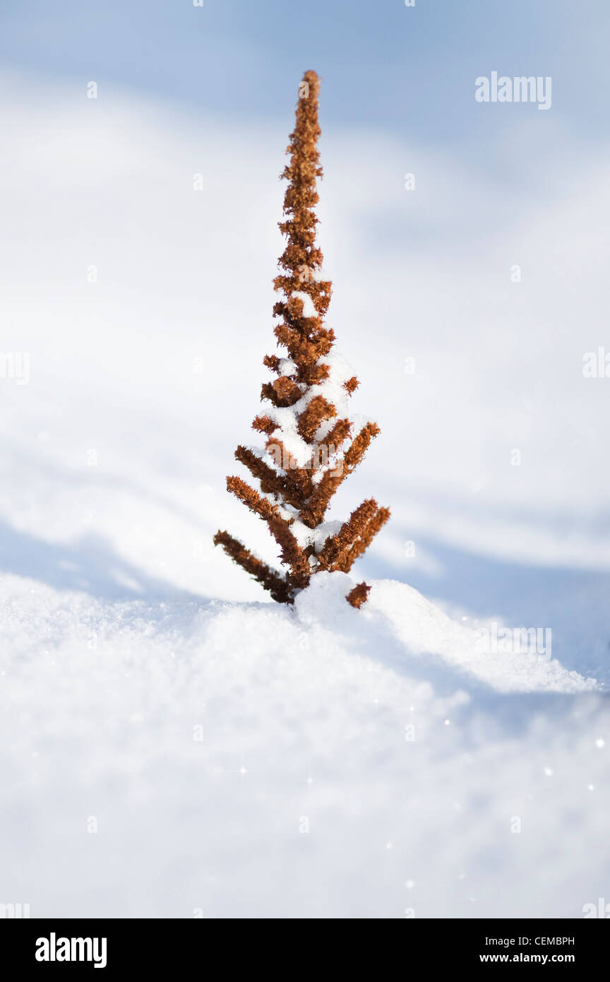 winter plant in deep sparkling snow Stock Photo