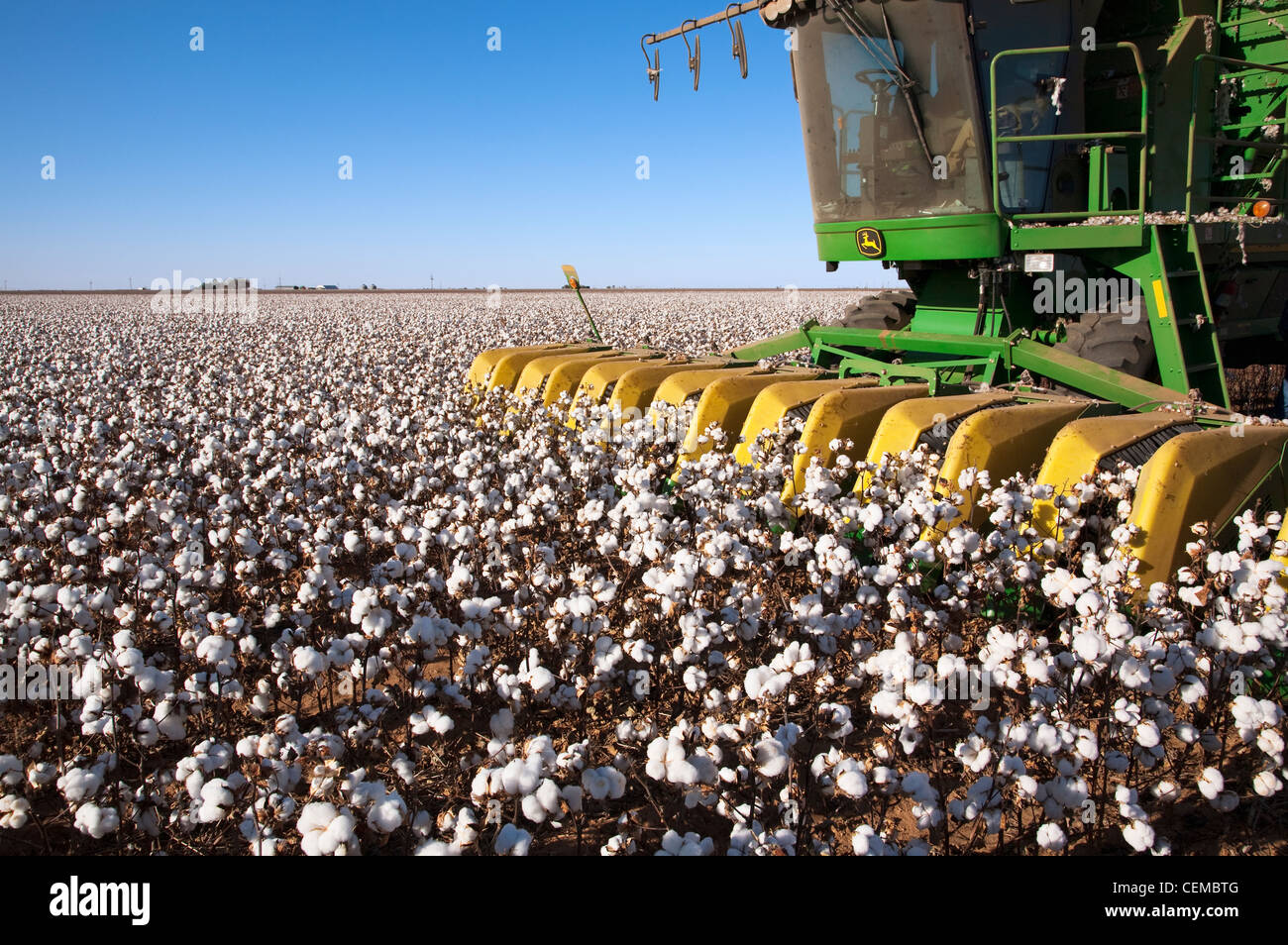 Closeup of the stripper head of an 8-row John Deere cotton stripper while harvesting a field mature high-yield stripper cotton. Stock Photo