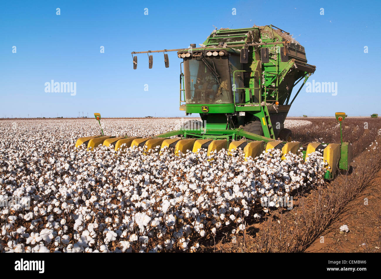 Agriculture - An 8-row John Deere cotton stripper harvests a field of mature high-yield stripper cotton / West Texas, USA. Stock Photo