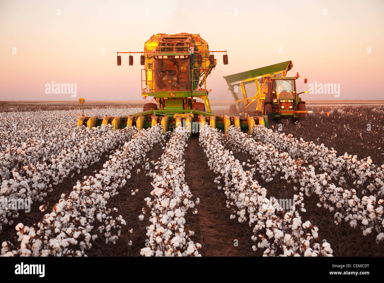 An 8-row John Deere cotton stripper harvests a field of mature high-yield stripper cotton at sunset / West Texas, USA. Stock Photo