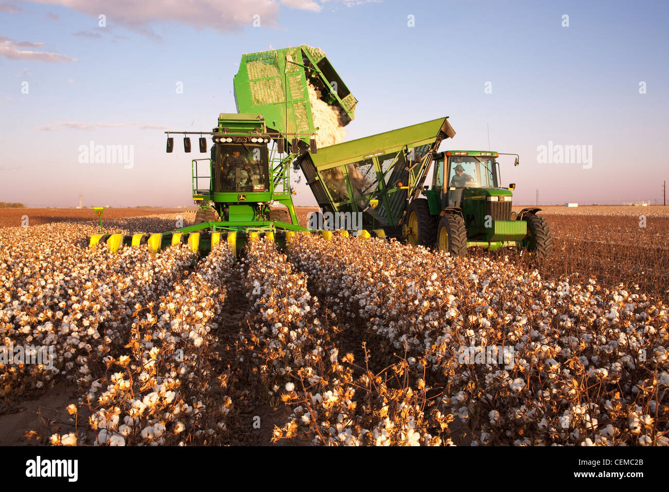 Agriculture - A John Deere 8-row cotton stripper unloads harvested cotton into a boll wagon / West Texas, USA. Stock Photo