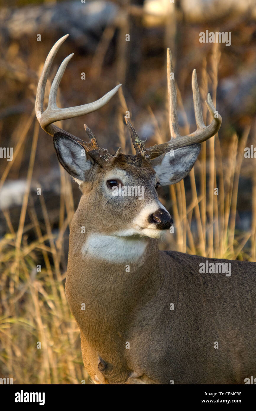 White-tailed buck in autumn Stock Photo