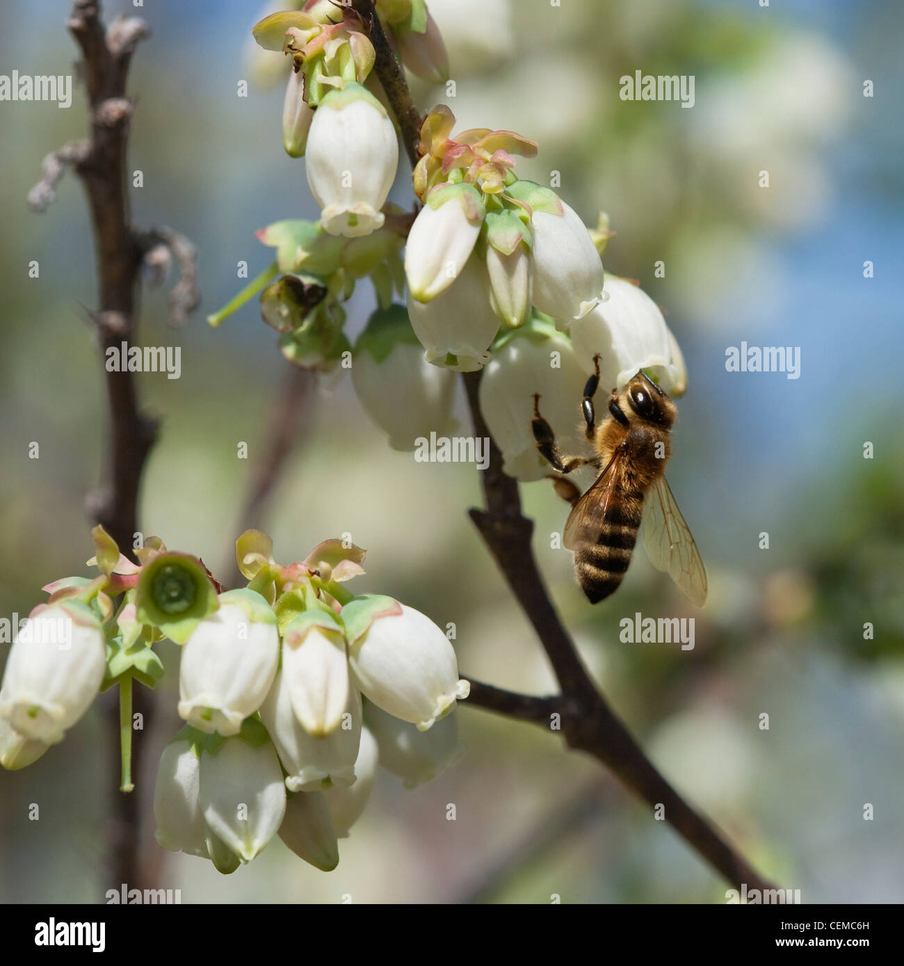 Agriculture A honey bee pollinates a blueberry blossom / Arkansas