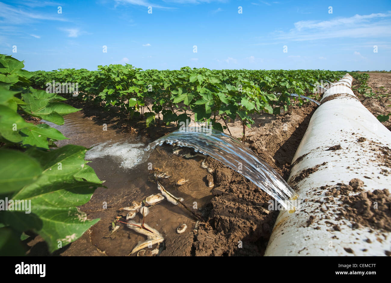 Furrow irrigation of a mid growth cotton crop utilizing a poly roll out pipe / near England, Arkansas, USA. Stock Photo