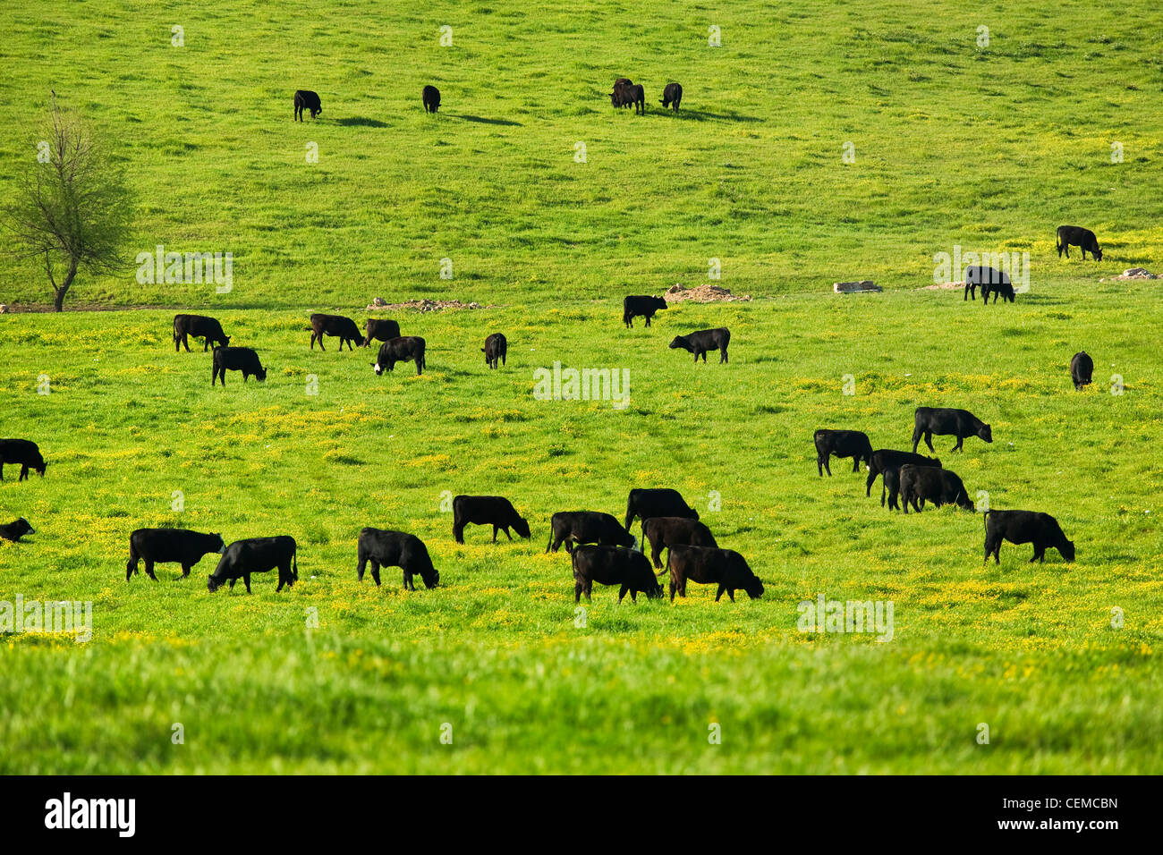 Livestock - Black Angus stocker beef cattle grazing on a healthy green pasture / Arkansas, USA. Stock Photo