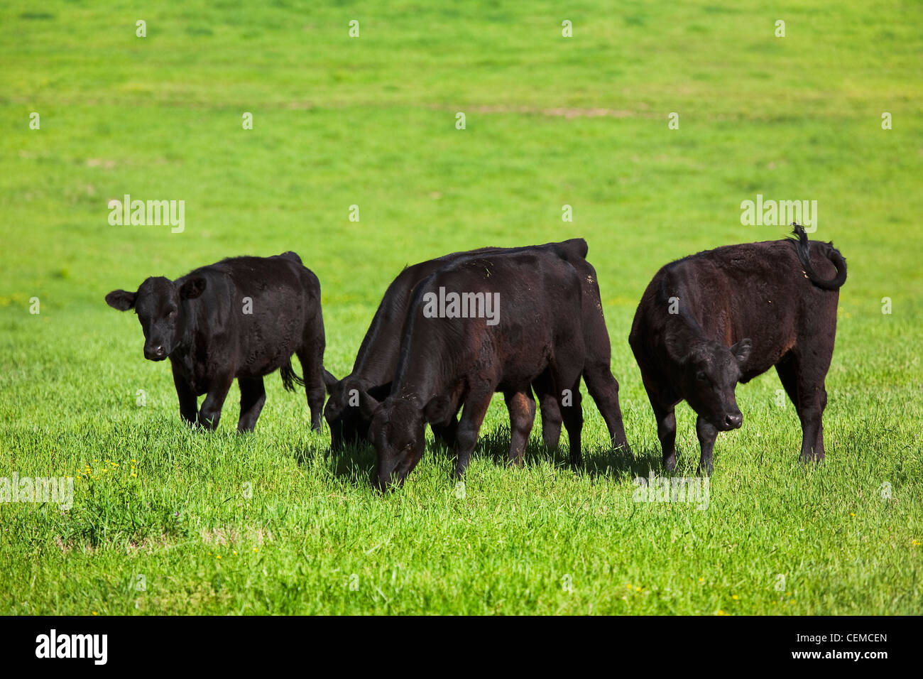 Livestock - Black Angus beef cattle grazing on a healthy green pasture / Arkansas, USA. Stock Photo