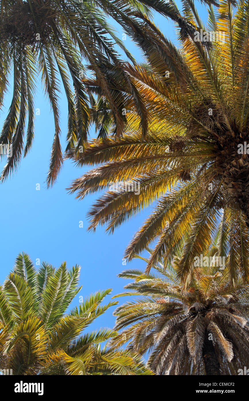 Tropical palms hi-res stock photography and images - Alamy
