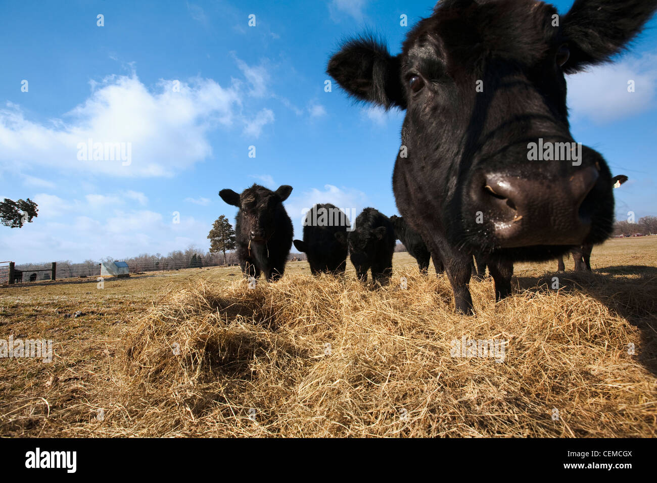 Livestock - Black Angus beef cattle feeding on hay on a dry, cold winter pasture / Arkansas, USA. Stock Photo