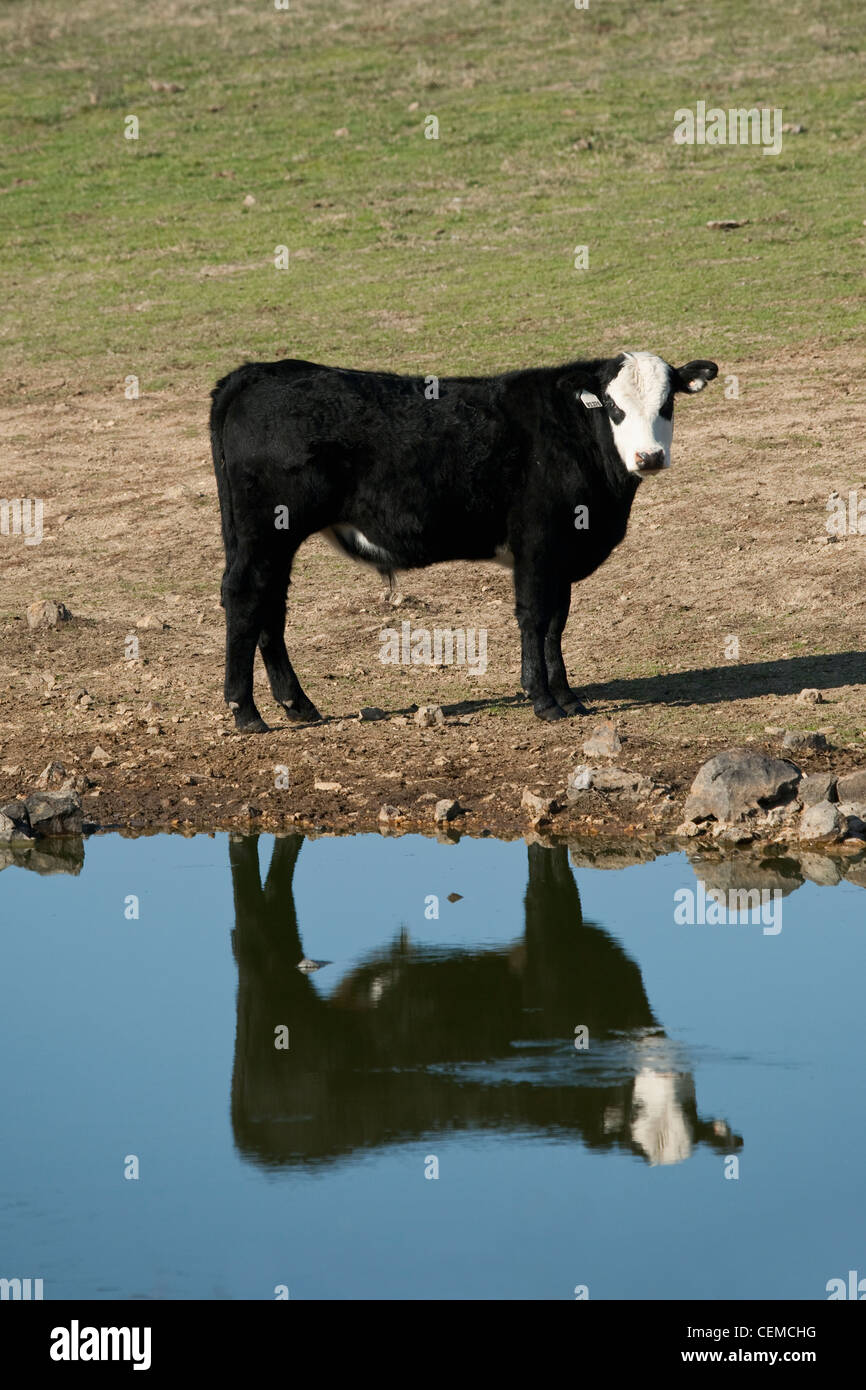 Livestock - Black Baldie beef steer standing on the bank of a pond with its reflection in the water / Arkansas, USA. Stock Photo