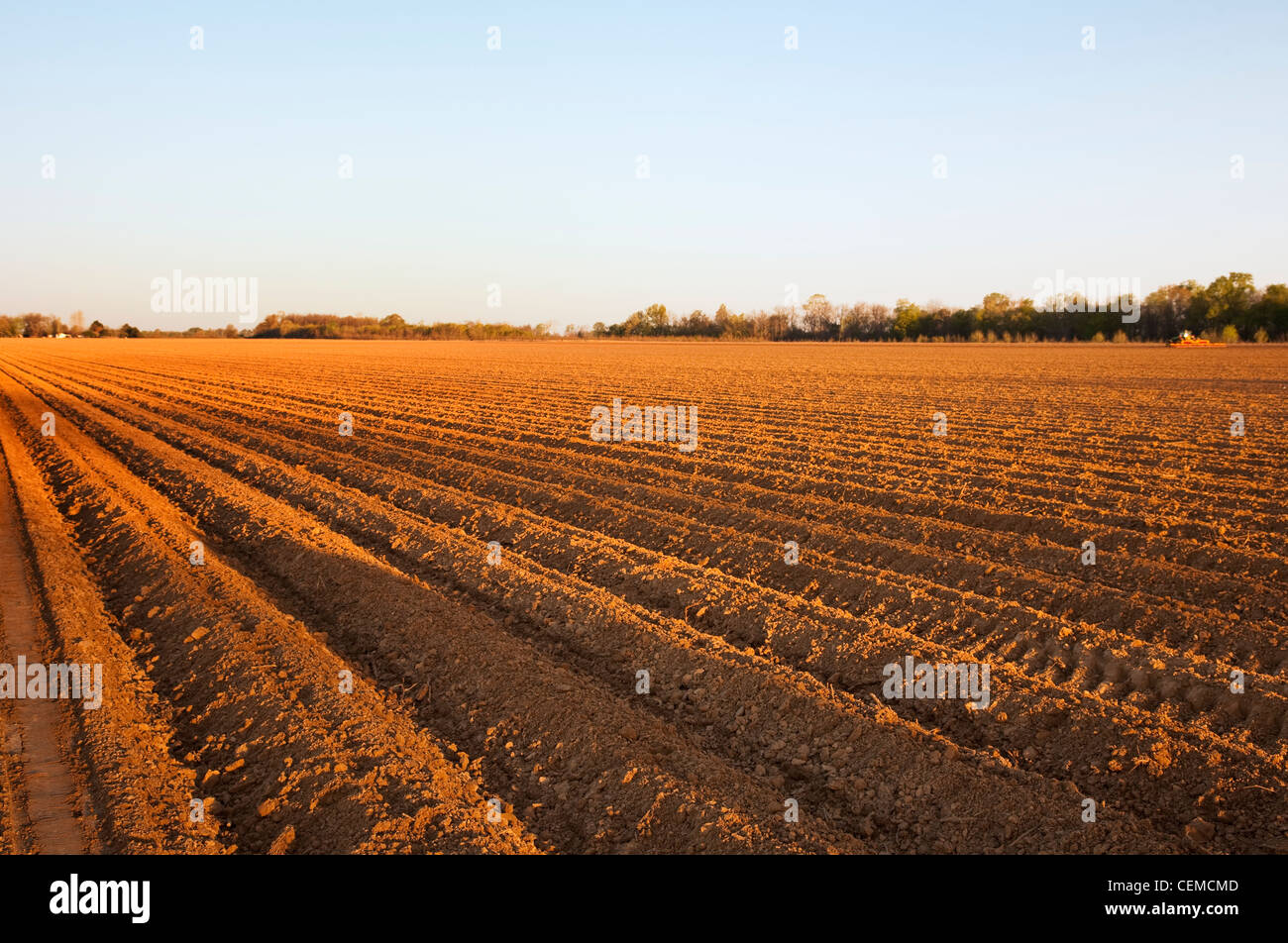 Agriculture - A field of bedded soil that has just been planted to grain corn in late afternoon light / England, Arkansas, USA. Stock Photo