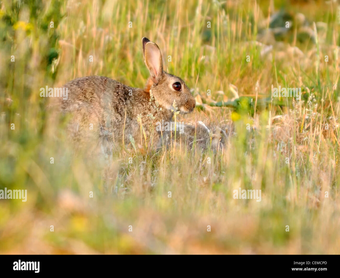 Rabbit ( Oryctolagus cuniculus ) Basks in the warm evening sunlight ...