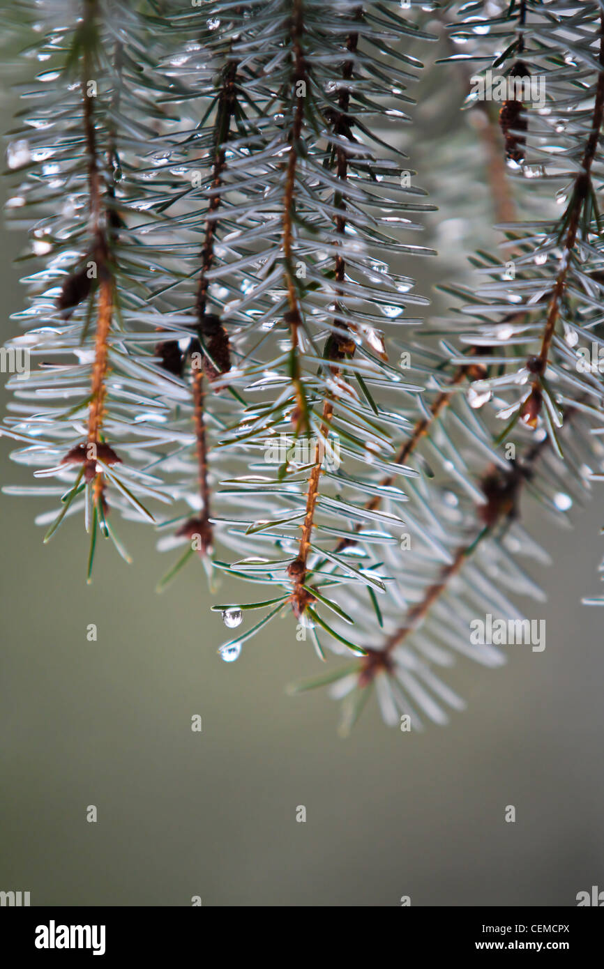 Macro view of a fir in the wintertime, just as the snow is melting. Stock Photo